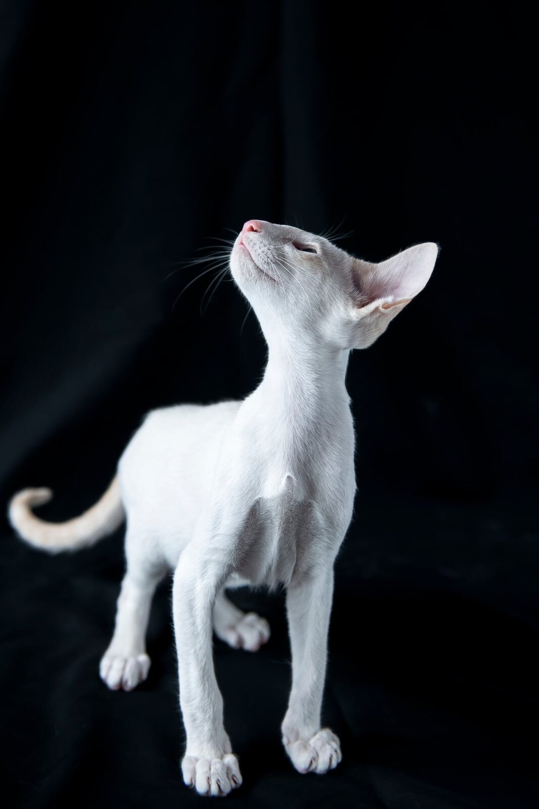 Oriental white kitten
