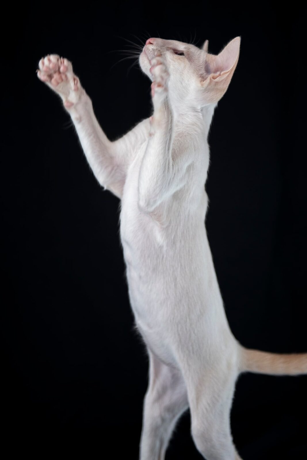 Oriental white kitten
