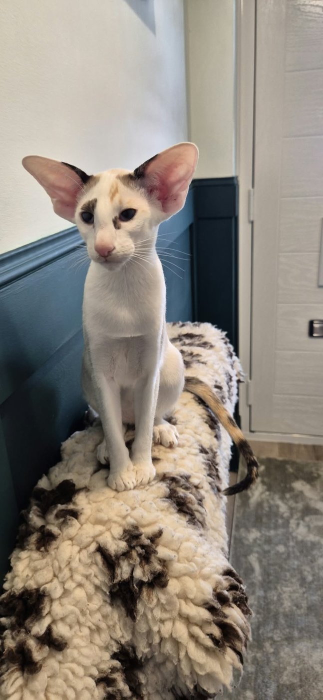 Grace, foreign white Oriental queen at Tinkertaylor