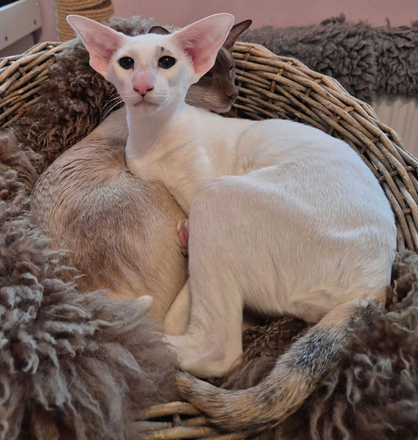 Lucille, Oriental queen at Tinkertaylor