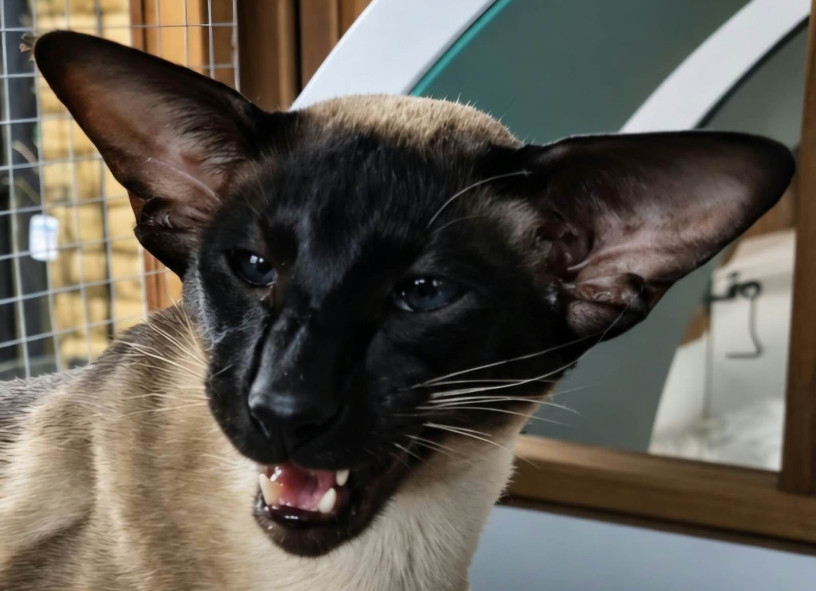 Mapu Maverick, seal-point Siamese stud at Tinkertaylor