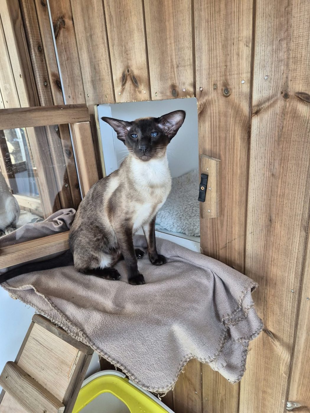 Mapu Maverick, seal-point Siamese stud, sitting in the Tinkertaylor cat run