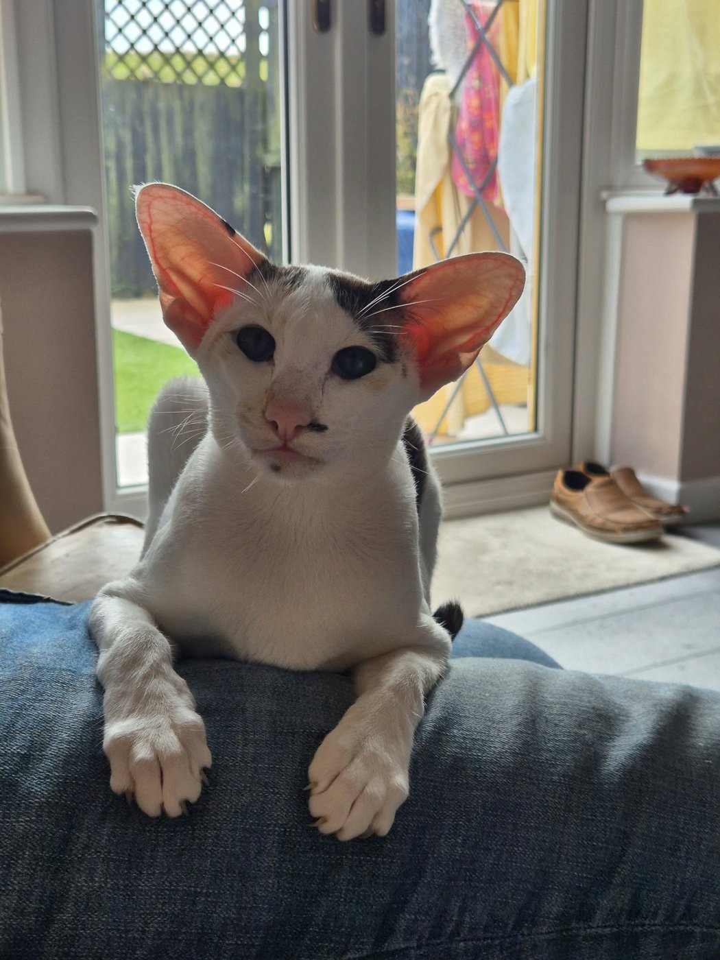 Piggy, retired Oriental queen at Tinkertaylor