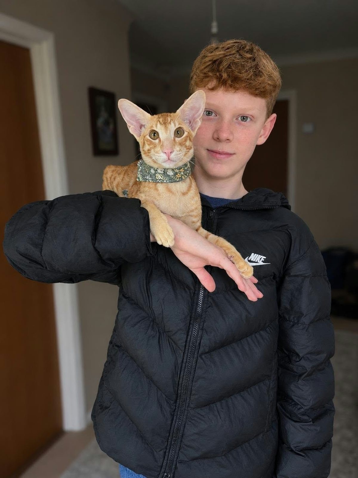 Rex, a Tinkertaylor Oriental kitten, with his new family
